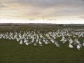 snowgeese02.jpg