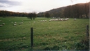 Sheep in Scotland...Who knew.jpg