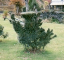 Thistle Topiary.jpg