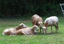 sheep5.JPG