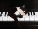 Kitten on keyboard.bmp