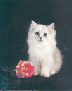 kitten with rose.jpg