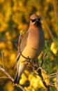 cedar waxwing24.JPG