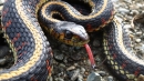 common garder snake2, bob.jpg