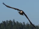 eagle33346.JPG