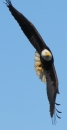 eagle4565433.JPG