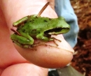 green tree frog 54376.JPG